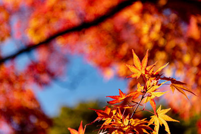 Close-up of maple leaves on tree