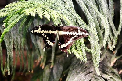 Close-up of butterfly on leaf