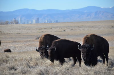 Bison grazing on field