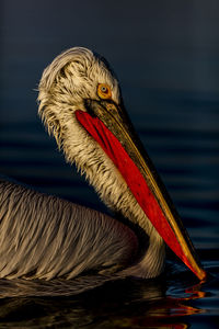 Close-up of pelican swimming in lake