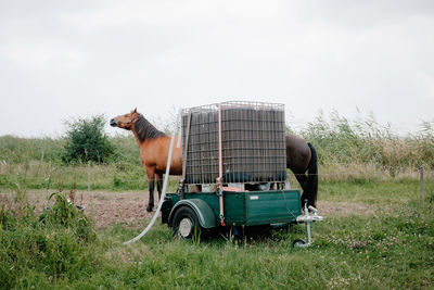 Machinery against horses on field