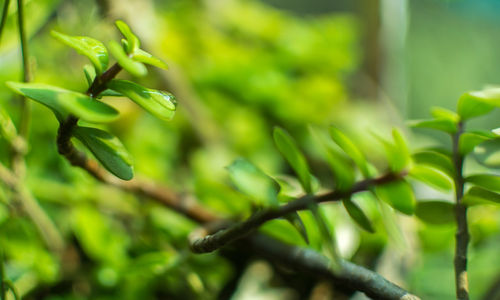 Close-up of plant