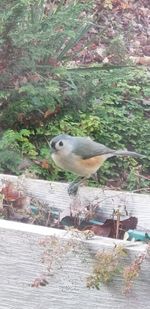 Close-up of bird perching on stone wall