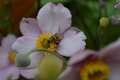 Close-up of bee pollinating on flower