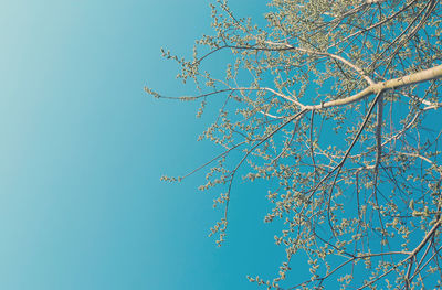 Low angle view of flowering tree against clear blue sky