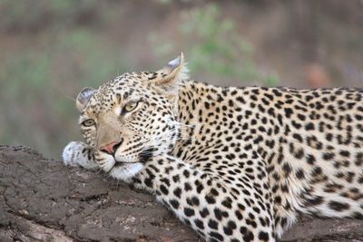 Close-up of leopard relaxing on branch at kruger national park