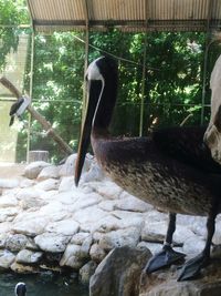 View of birds in zoo