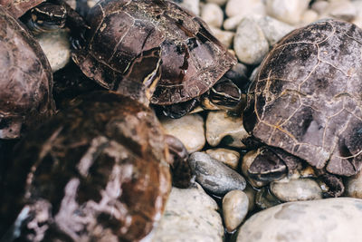 Close-up of shells on rock