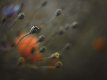 Close-up of jellyfish on flower