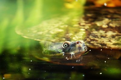 Close-up of fish swimming in sea