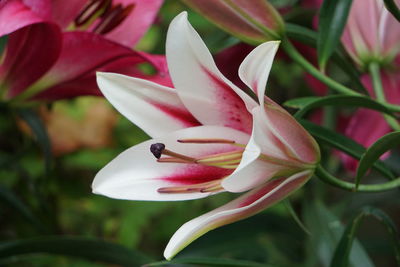 Close-up of pink flowering plant