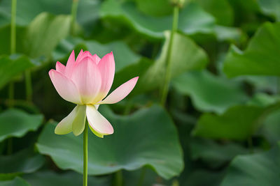 Close-up of pink water lily in pond