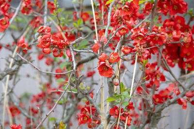 Close-up of red flowers on a shrub