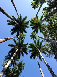 Low angle view of palm trees against clear blue sky