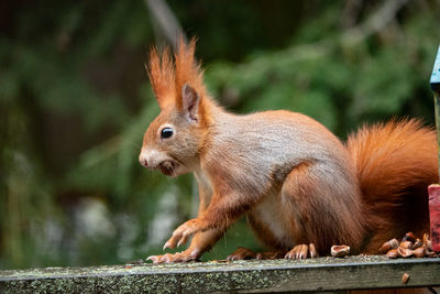 Close-up of squirrel on land