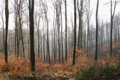 Trees in forest against sky