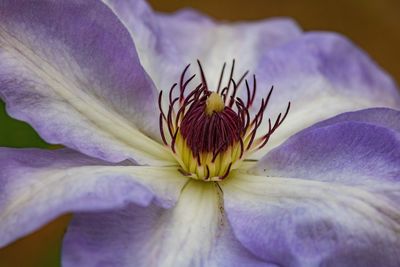 Close-up of clematis 