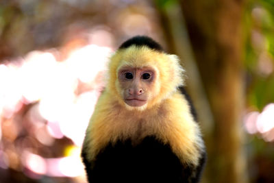 Close-up of monkey