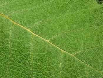 Full frame shot of green leaf