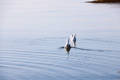 View of bird in a lake