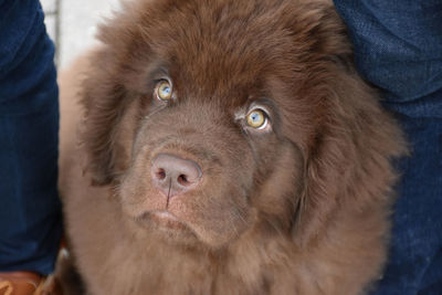 Looking down into the face of a cute brown newfie pup.