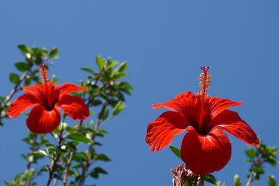 Low angle view of red hibiscus blooming against sky