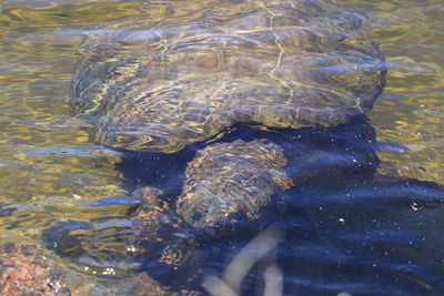 High angle view of fish swimming in lake