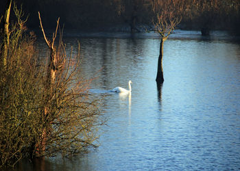 Swan swimming in lake