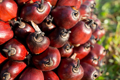 Close-up of cherries