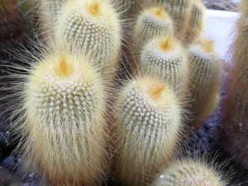 Close-up of cactus