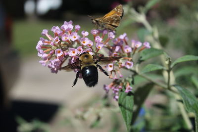 Close-up of bee pollinating on pink flower