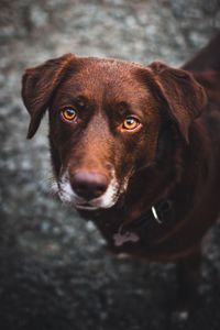 Close-up portrait of dog