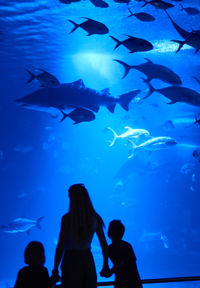 Silhouette of fish swimming in sea