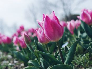 Close-up of pink tulip flowers