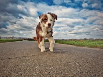 Australian shepherd on footpath against sky