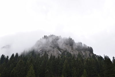 Pine trees in forest against sky