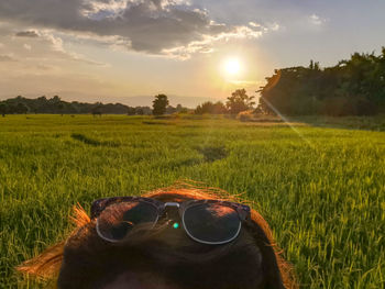 View of dog on field during sunset