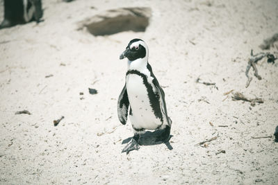 Close-up of penguin on sand