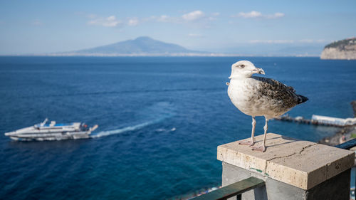 Seagull perching on a boat in sea