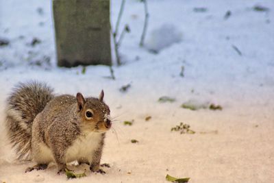 Close-up portrait of squirrel