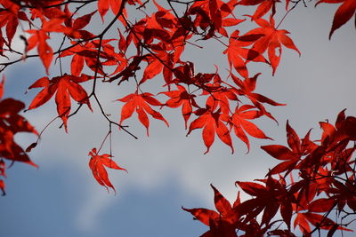 Low angle view of maple leaves against sky