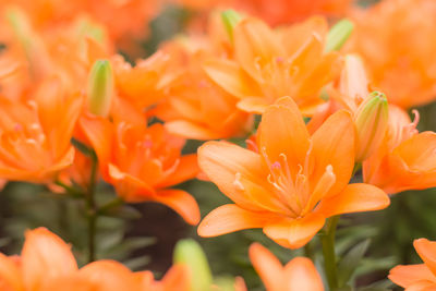 Close-up of orange day lily blooming outdoors