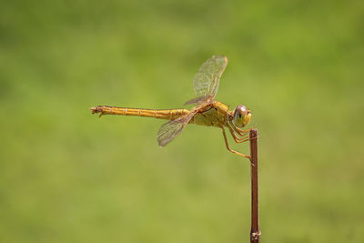 Close-up of dragonfly on twig