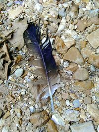 High angle view of feather on rocky surface