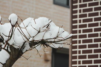 Close-up of white plant against wall