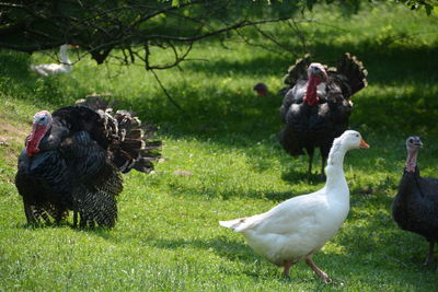 Geese and wild turkeys on grassy field