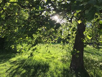 Trees on field