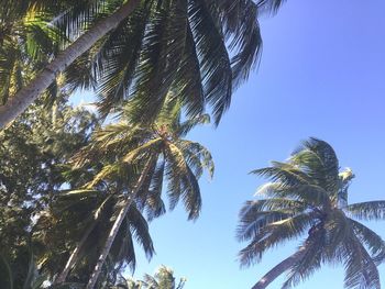 Low angle view of palm tree against sky