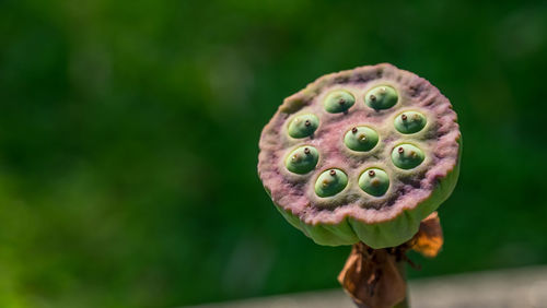 Close-up of a plant