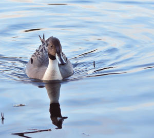 View of duck swimming in lake